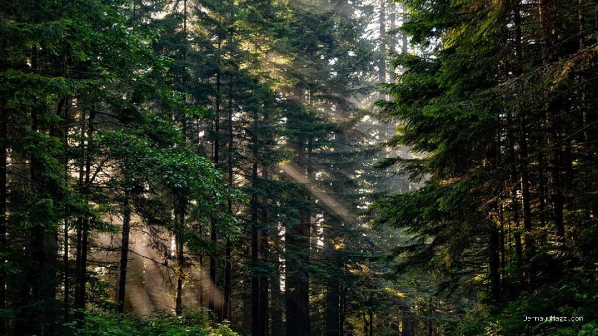 Hari Hutan Indonesia: Mengulik Sejarah, Makna, dan Tujuannya