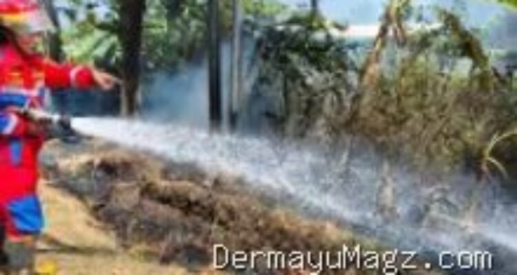 Indramayu Lalai Bakar Sampah, Ilalang di Pinggir Jalan Raya Ibu Tien Indramayu Hangus Terbakar 9 Agustus 2026, 08:36 WIB