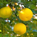 Jeruk Yuzu: Rahasia Kelezatan Buah Citrus Khas Jepang yang Unik