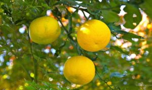 Jeruk Yuzu: Rahasia Kelezatan Buah Citrus Khas Jepang yang Unik