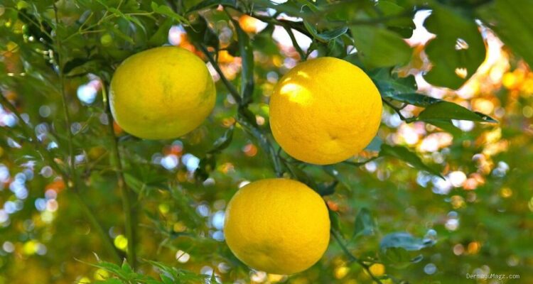 Jeruk Yuzu: Rahasia Kelezatan Buah Citrus Khas Jepang yang Unik