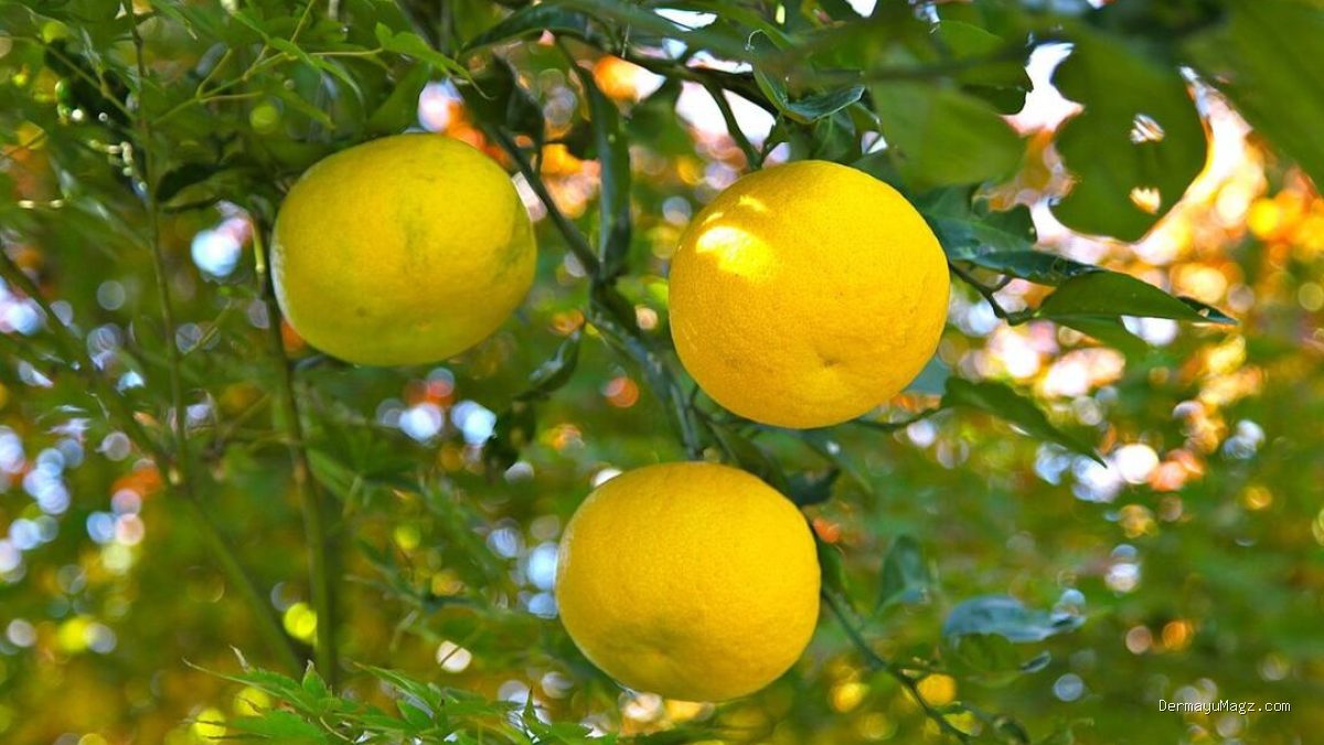 Jeruk Yuzu: Rahasia Kelezatan Buah Citrus Khas Jepang yang Unik