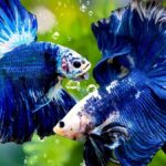 Photo via Bing Images - Panduan Lengkap Merawat Ikan Hias agar Sehat di Akuarium