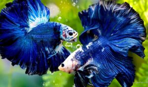 Photo via Bing Images - Panduan Lengkap Merawat Ikan Hias agar Sehat di Akuarium