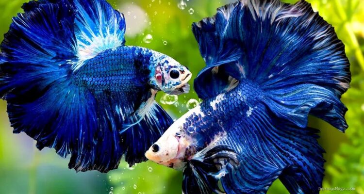 Photo via Bing Images - Panduan Lengkap Merawat Ikan Hias agar Sehat di Akuarium