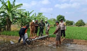 Sistem PMAAS di Lelea: Petani Tunggulpayung Bidik 10 Ton per Hektare