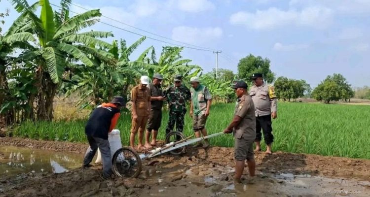 Sistem PMAAS di Lelea: Petani Tunggulpayung Bidik 10 Ton per Hektare
