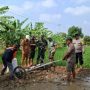 Sistem PMAAS di Lelea: Petani Tunggulpayung Bidik 10 Ton per Hektare