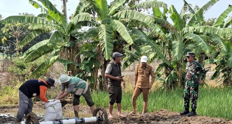 Strategi Jitu Danramil Lelea & BPP Atasi Kendala Lahan Petani Tunggul Payung