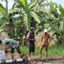 Strategi Jitu Danramil Lelea & BPP Atasi Kendala Lahan Petani Tunggul Payung