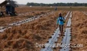 Strategi Petani Blok Tanjungsari Situraja: Ganti Padi ke Semangka saat Kemarau Indramayu 7 Agustus 2026