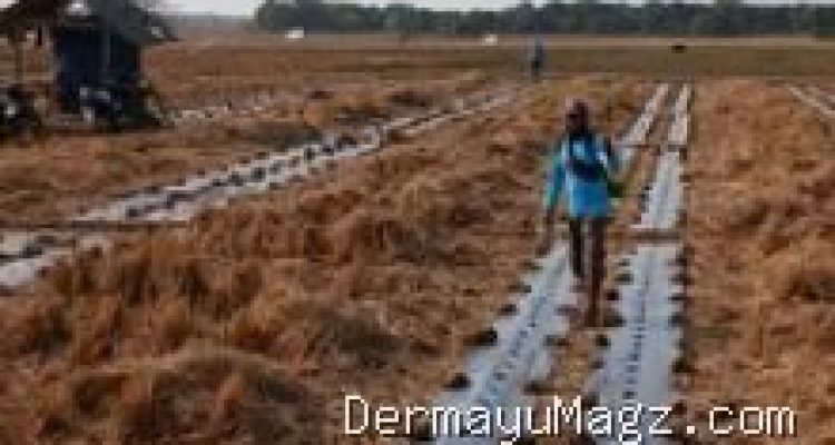 Strategi Petani Blok Tanjungsari Situraja: Ganti Padi ke Semangka saat Kemarau Indramayu 7 Agustus 2026