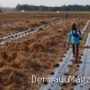 Strategi Petani Blok Tanjungsari Situraja: Ganti Padi ke Semangka saat Kemarau Indramayu 7 Agustus 2026