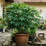 Tips Menanam Daun Singkong di Pot: Panen Pucuk Melimpah!