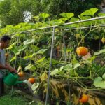 Tips Menanam Labu Agar Pucuk Muda Melimpah, Panen Maksimal!