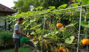 Tips Menanam Labu Agar Pucuk Muda Melimpah, Panen Maksimal!