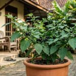 Tips Menanam Leunca dari Biji agar Tumbuh Subur di Halaman Rumah