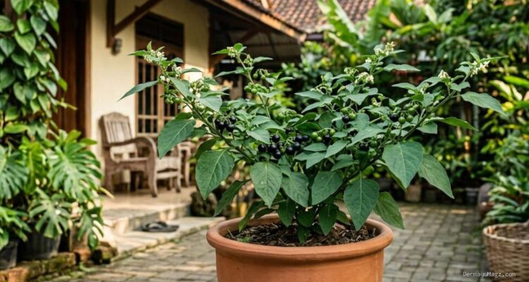 Tips Menanam Leunca dari Biji agar Tumbuh Subur di Halaman Rumah
