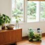 10 Inspirasi Ruang Sejuk dengan Tanaman: Metode Efisien Tanpa AC