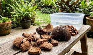 7-cara-menanam-anggrek-dengan-sabut-kelapa-solusi-tepat-agar-subur-18358 7 Cara Menanam Anggrek dengan Sabut Kelapa: Solusi Tepat agar Subur