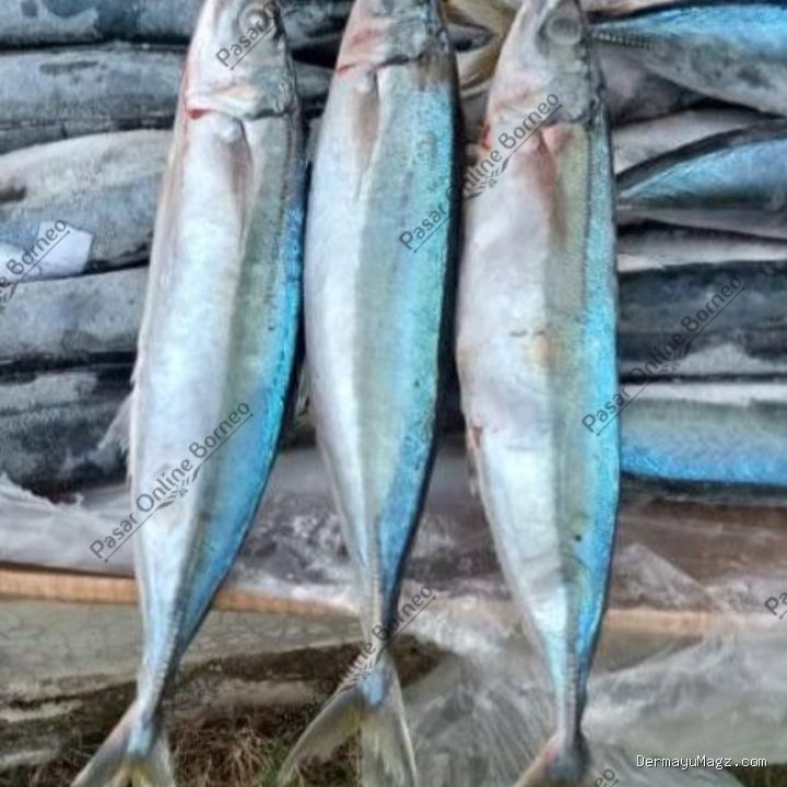 Cara Mengolah Ikan Layang Bumbu Pindang Cabai Hijau Menggugah Selera