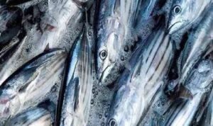 Photo by blibli.com - Cara Merebus Ikan Cakalang Pindang Sendiri di Rumah Tahan Simpan Seminggu