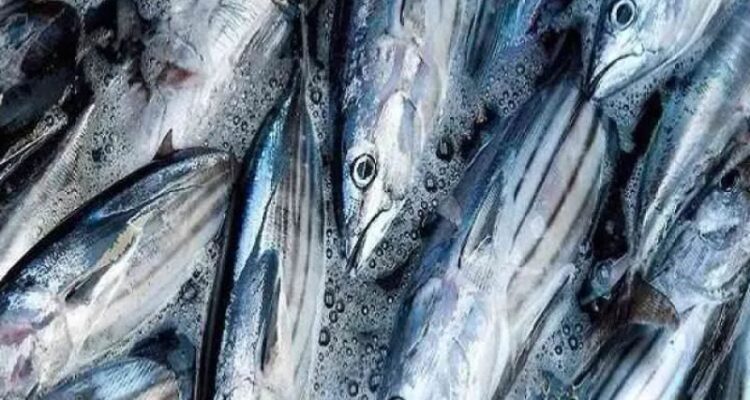 Photo by blibli.com - Cara Merebus Ikan Cakalang Pindang Sendiri di Rumah Tahan Simpan Seminggu