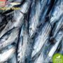 Photo by blibli.com - Cara Merebus Ikan Cakalang Pindang Sendiri di Rumah Tahan Simpan Seminggu