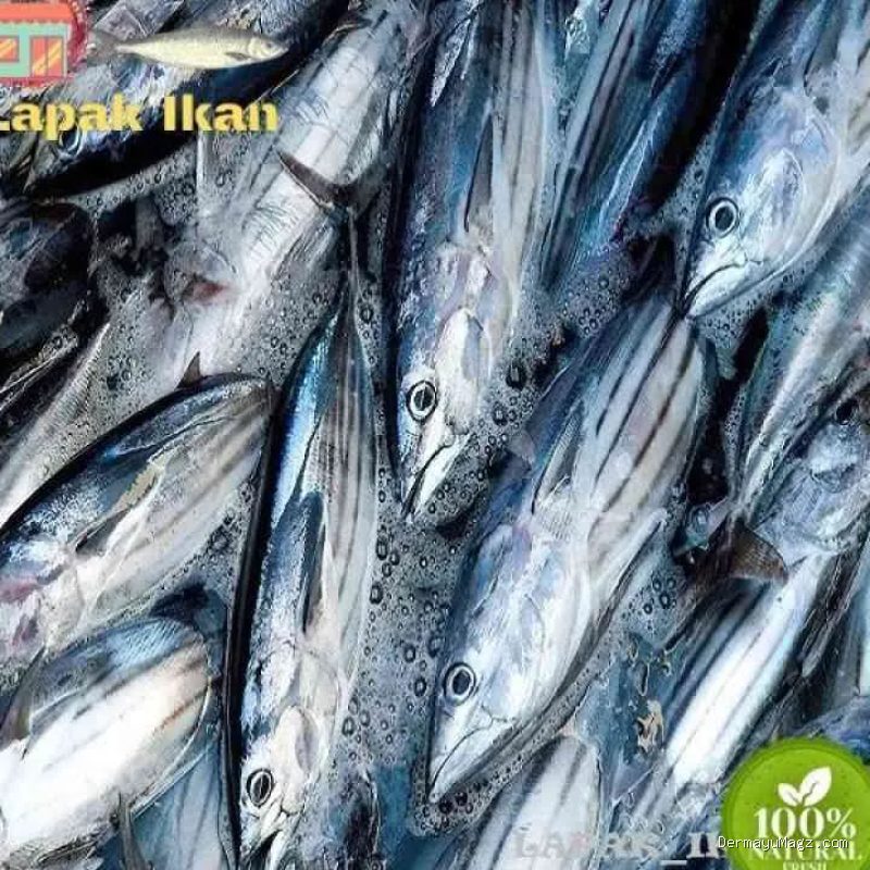 Photo by blibli.com - Cara Merebus Ikan Cakalang Pindang Sendiri di Rumah Tahan Simpan Seminggu