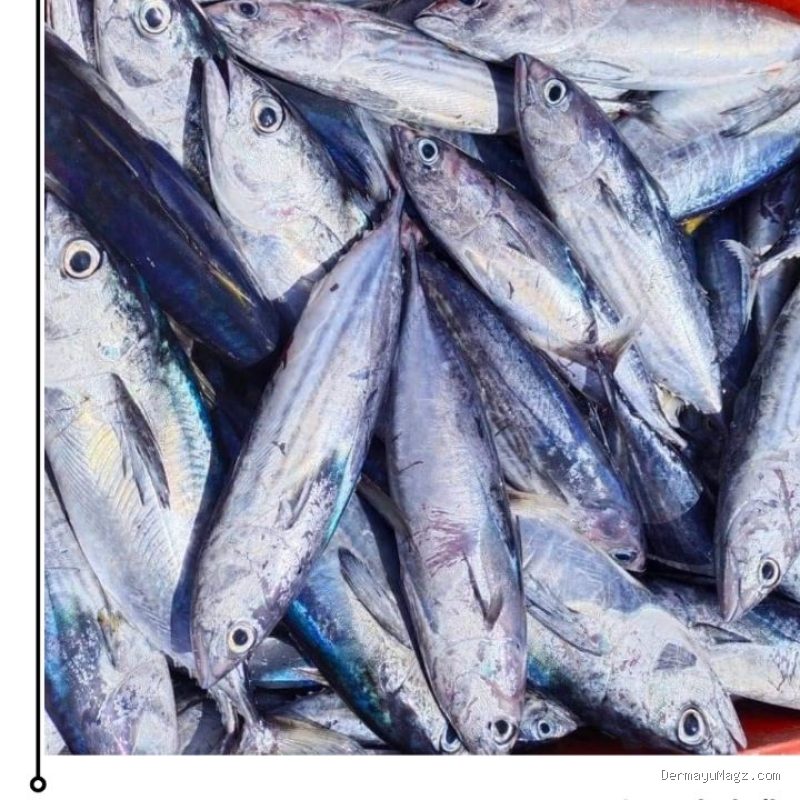 Cara Merebus Ikan Cakalang Pindang Sendiri di Rumah Tahan Simpan Seminggu