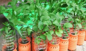 Photo by rumah123.com - Ide Kreatif Membuat Pot Bunga Unik dari Barang Bekas di Rumah