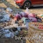 IWOI Indramayu Desak Polres Usut Dugaan Retribusi IPP Pasar Jatibarang