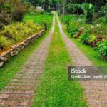 Photo by istockphoto.com - Manfaat Jalan Kaki Tanpa Alas Kaki di Atas Rumput bagi Kesehatan