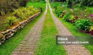 Photo by istockphoto.com - Manfaat Jalan Kaki Tanpa Alas Kaki di Atas Rumput bagi Kesehatan