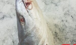 Photo by shopee.co.id - Resep Pindang Gombyang Kepala Ikan Manyung Kuah Rempah Pedas Khas Pesisir