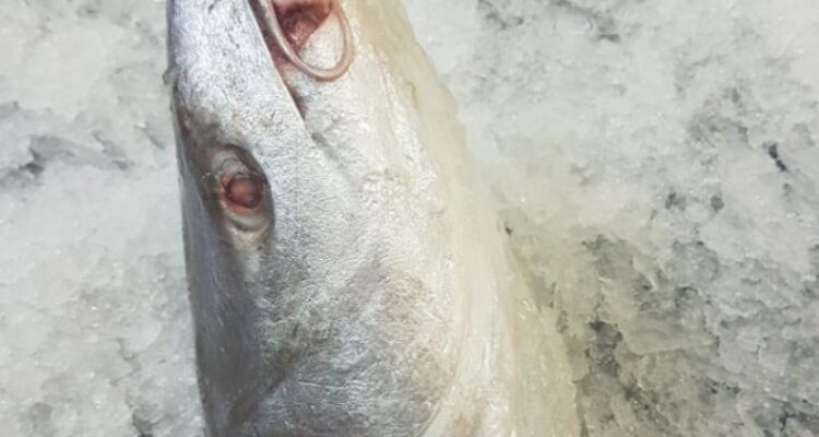 Photo by shopee.co.id - Resep Pindang Gombyang Kepala Ikan Manyung Kuah Rempah Pedas Khas Pesisir