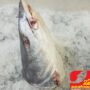 Photo by shopee.co.id - Resep Pindang Gombyang Kepala Ikan Manyung Kuah Rempah Pedas Khas Pesisir