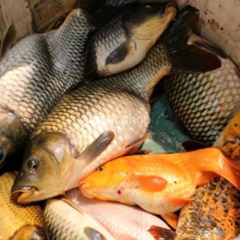 Trik Menghilangkan Bau Lumpur Tanah Pada Ikan Mas Sebelum Dimasak Sup Pindang