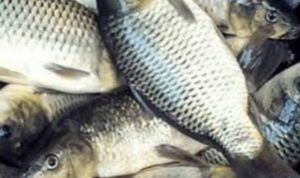 Photo by shopee.co.id - Trik Menghilangkan Bau Lumpur Tanah Pada Ikan Mas Sebelum Dimasak Sup Pindang