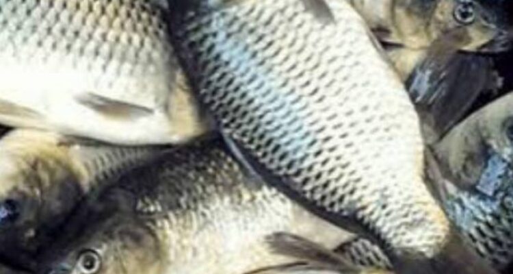 Photo by shopee.co.id - Trik Menghilangkan Bau Lumpur Tanah Pada Ikan Mas Sebelum Dimasak Sup Pindang