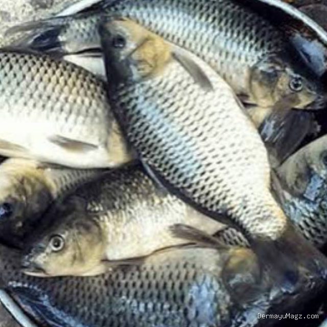 Photo by shopee.co.id - Trik Menghilangkan Bau Lumpur Tanah Pada Ikan Mas Sebelum Dimasak Sup Pindang