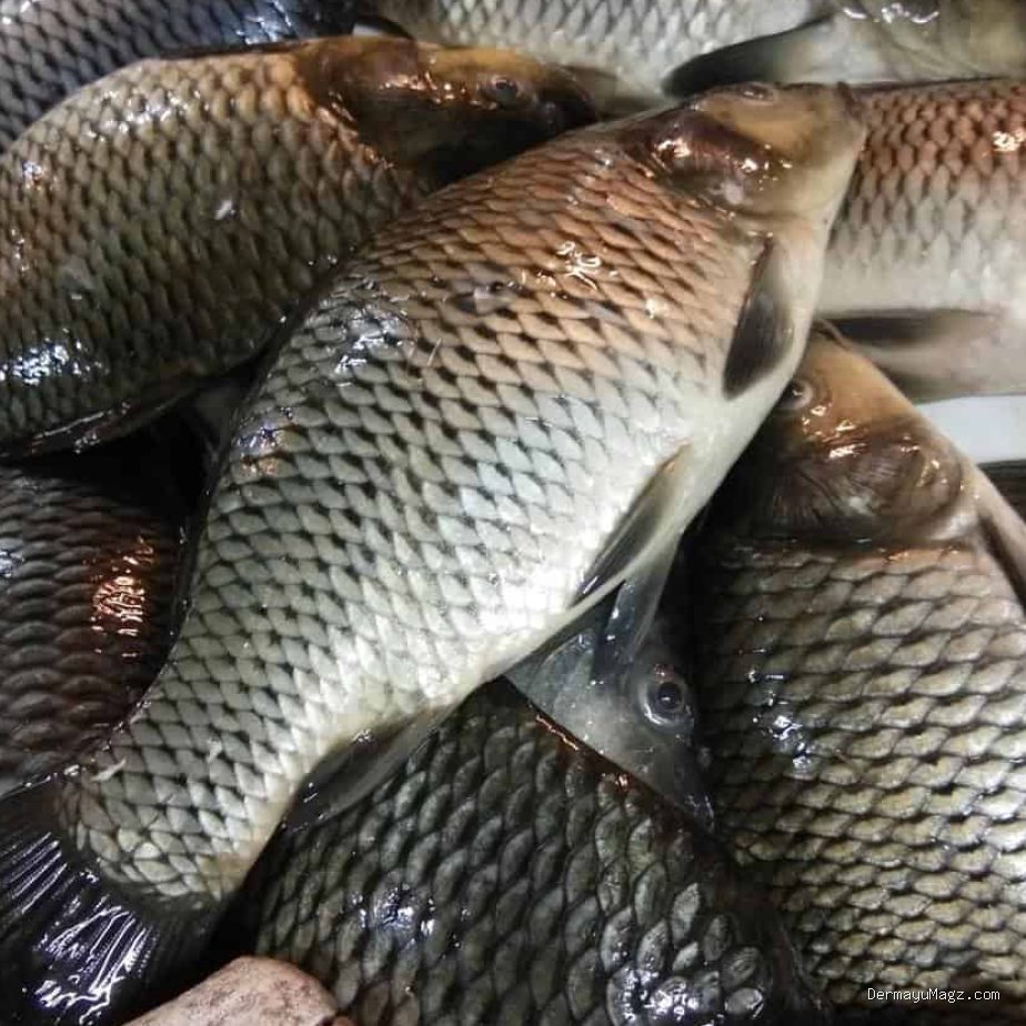 Trik Menghilangkan Bau Lumpur Tanah Pada Ikan Mas Sebelum Dimasak Sup Pindang