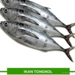 Photo by jagel.id - Cara Membersihkan Kantong Darah di Dekat Tulang Belakang Ikan Tongkol