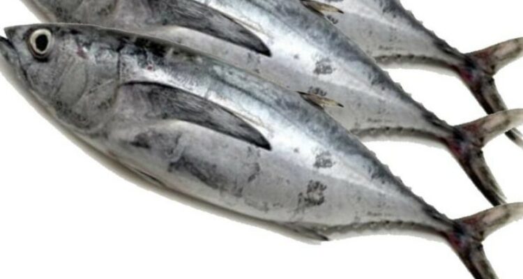 Photo by jagel.id - Cara Membersihkan Kantong Darah di Dekat Tulang Belakang Ikan Tongkol