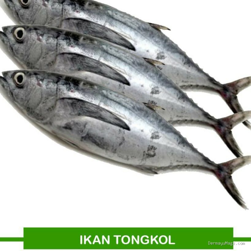 Photo by jagel.id - Cara Membersihkan Kantong Darah di Dekat Tulang Belakang Ikan Tongkol