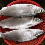 Photo by shopee.co.id - Cara Menghilangkan Duri Halus Ikan Bandeng Sebelum Dimasak Pindang Asam