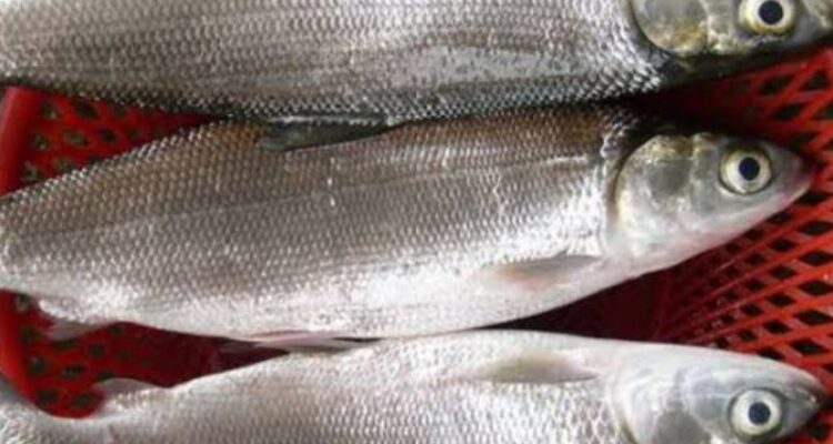 Photo by shopee.co.id - Cara Menghilangkan Duri Halus Ikan Bandeng Sebelum Dimasak Pindang Asam
