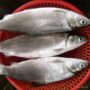 Photo by shopee.co.id - Cara Menghilangkan Duri Halus Ikan Bandeng Sebelum Dimasak Pindang Asam