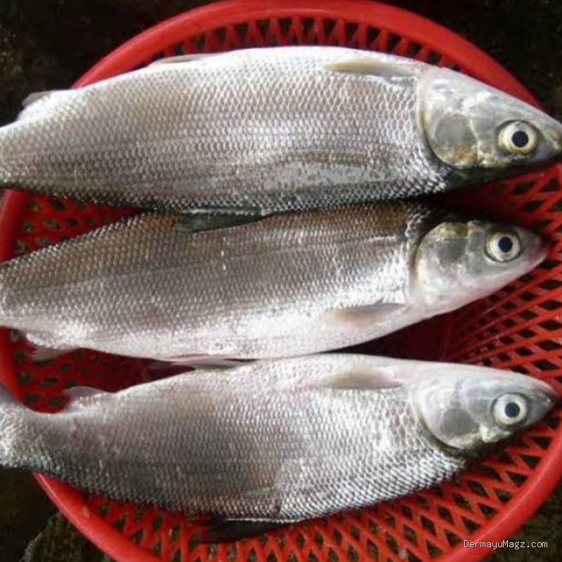 Photo by shopee.co.id - Cara Menghilangkan Duri Halus Ikan Bandeng Sebelum Dimasak Pindang Asam