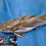 Photo by blibli.com - Cara Menghilangkan Lendir Licin di Kulit Ikan Manyung Sebelum Dimasak Gombyang